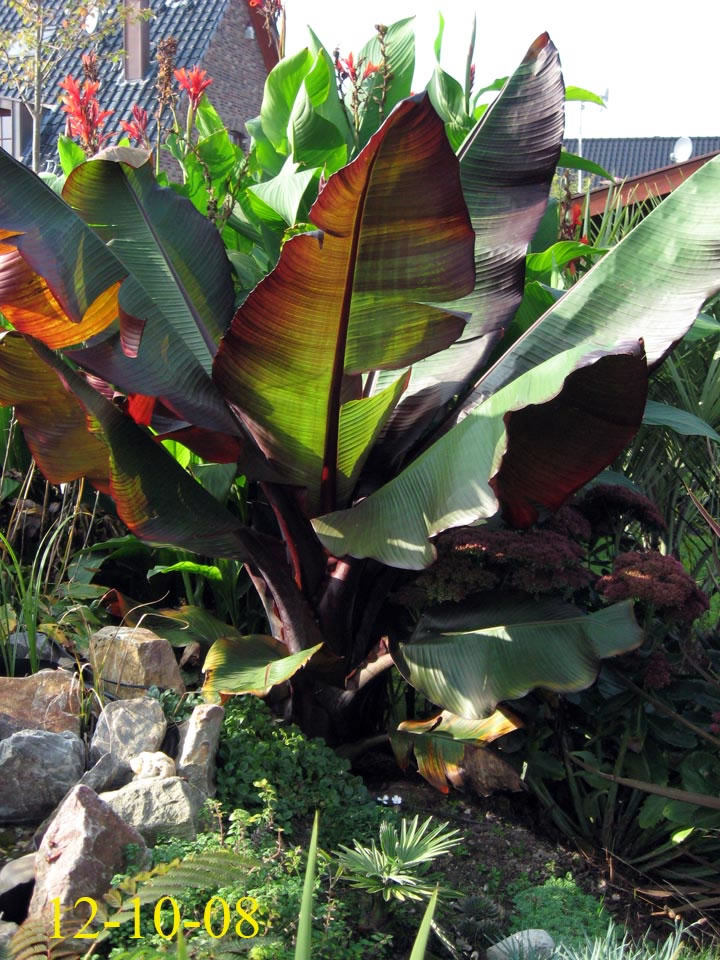 Ensete ventricosum maurelii